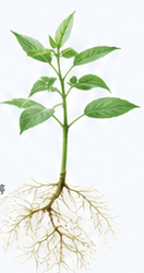 植物根系