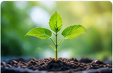 植物营养元素分析